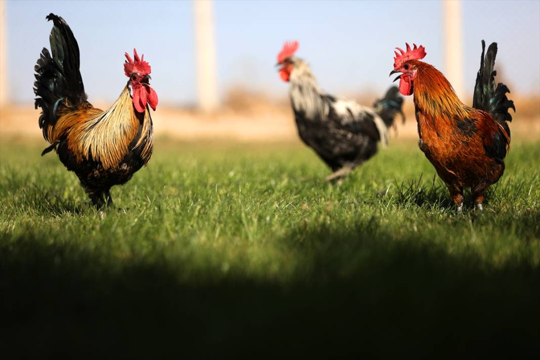 Türkiye’nin en prestijlisi! Denizli horozunu Konya koruyor 5